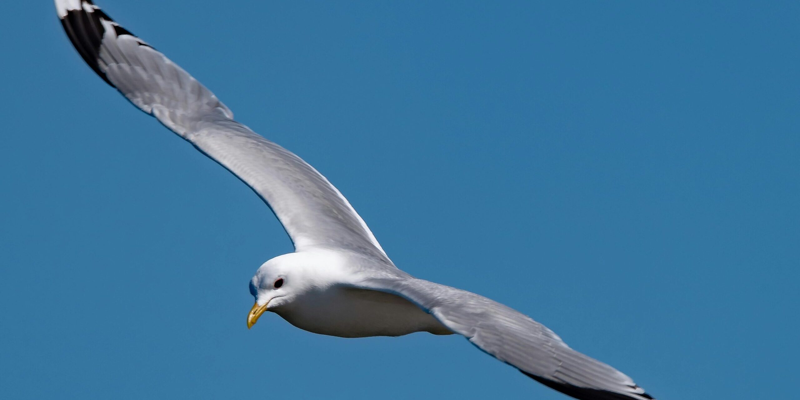 pexels-roger-carlsson-436979-8665770