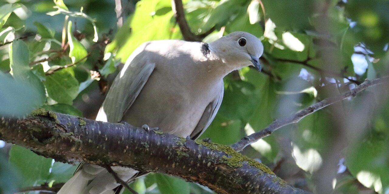 turtle-dove-6854633_1280
